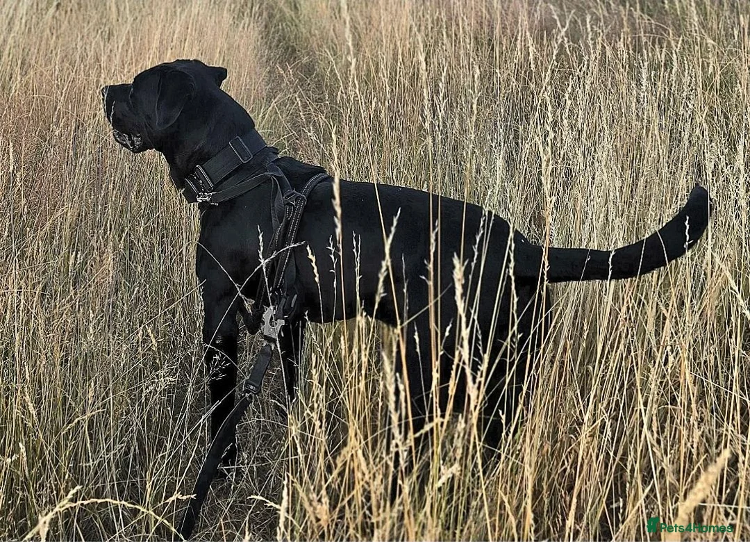 Cane Corso dogs for sale: Male Cane Corso. in Stourport-on-Severn - Advert 1