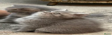 British Shorthair 3
