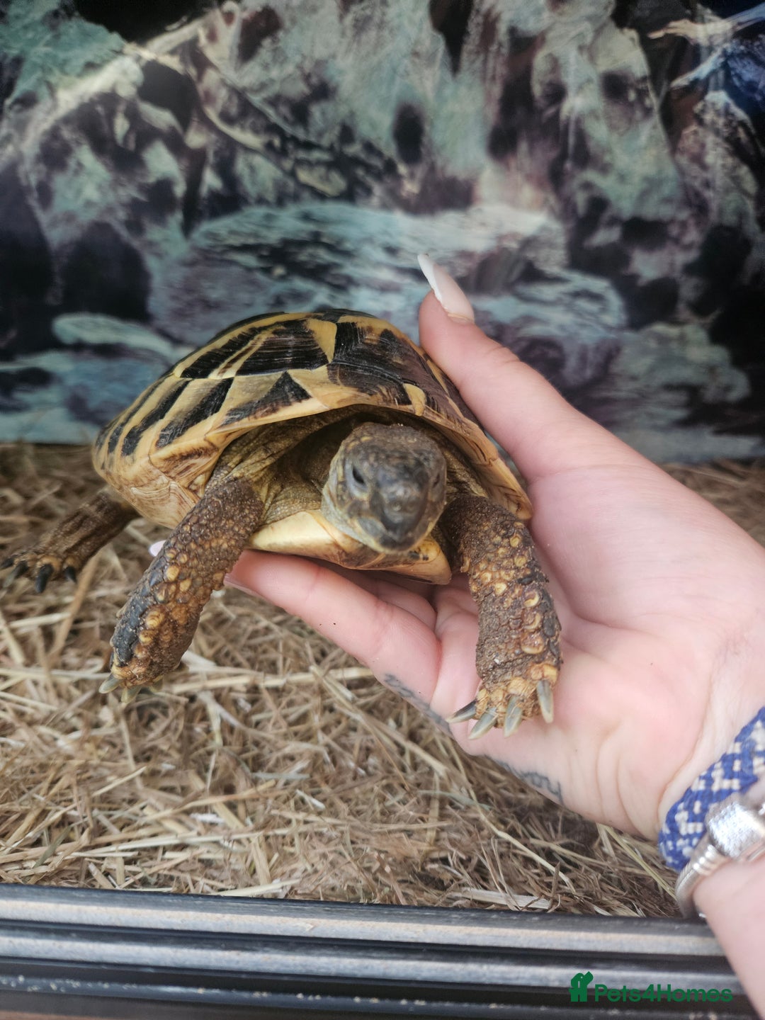 Tortoise reptiles for sale: Tortoise  - Image 3