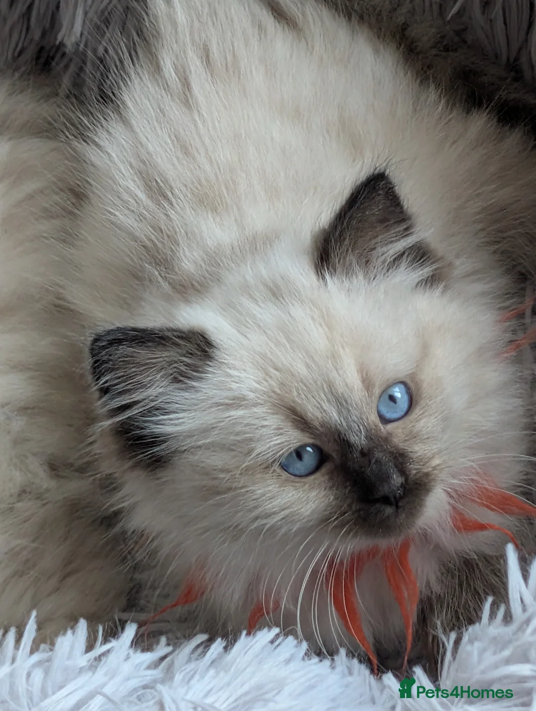 Ragdoll cats for sale: Kitty Ragdoll  - Advert 1