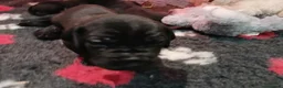 Great Dane dogs for sale: Black Great Dane Puppies  - Advert 4