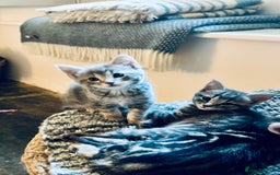 Domestic Shorthair cats for sale: Adorable Kittens - 4 available. Grey & Tabby - Image 12