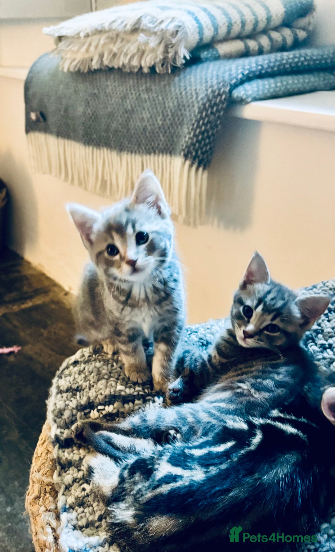 Domestic Shorthair cats for sale: Adorable Kittens - 4 available. Grey & Tabby - Image 12
