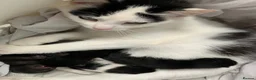 Mixed Breed cats for sale: 3 X Black Outdoor Kittens in Biggar - Advert 1