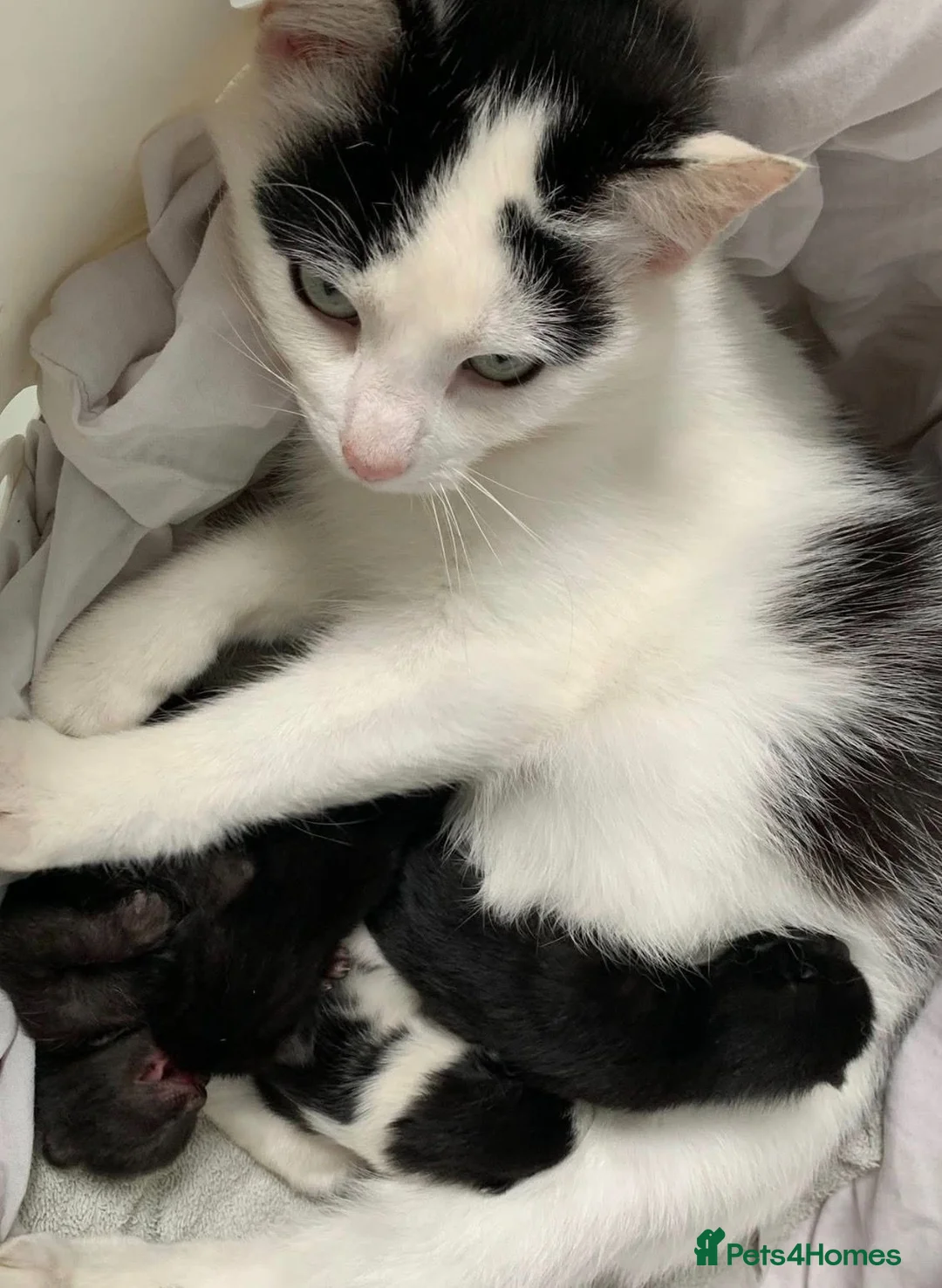 Mixed Breed cats for sale: 3 X Black Outdoor Kittens in Biggar - Advert 1