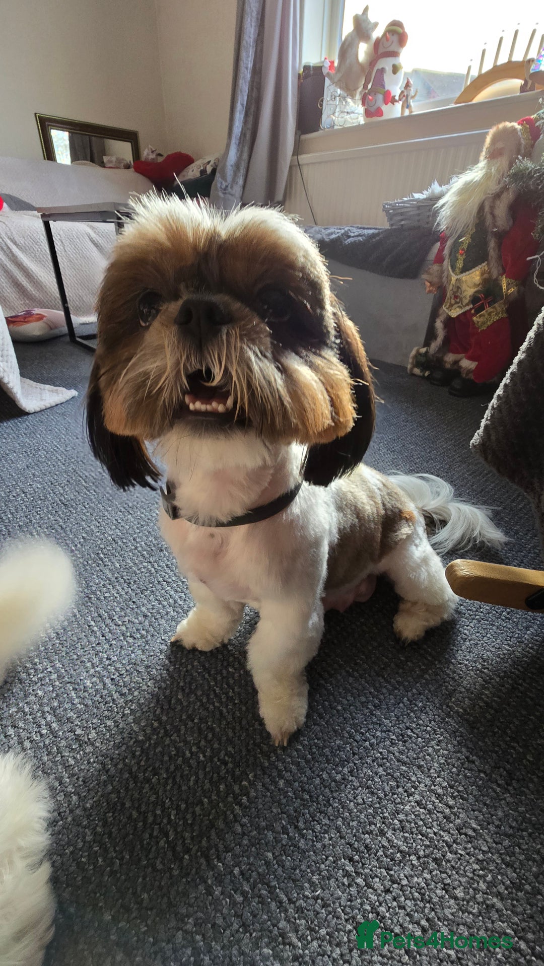 Shih Tzu dogs for sale: Shih Tzu puppies for sale  - Advert 9