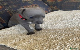 Whippet dogs for sale: KC Reg Blue whippet puppies - Image 9