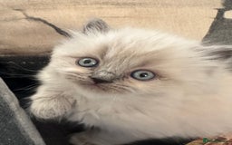 Ragdoll cats for sale: 4 beautiful Ragdool kittens available for booking  - Advert 8
