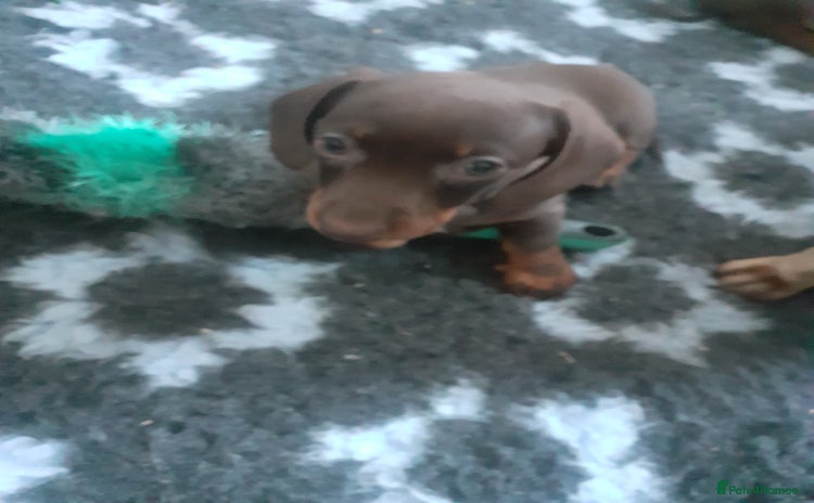 Miniature Dachshund dogs - Advert 7