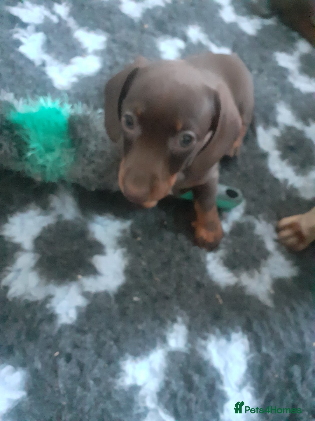 Miniature Dachshund dogs for sale: 1 gorgeous mini  sausage girl for sale - Image 1