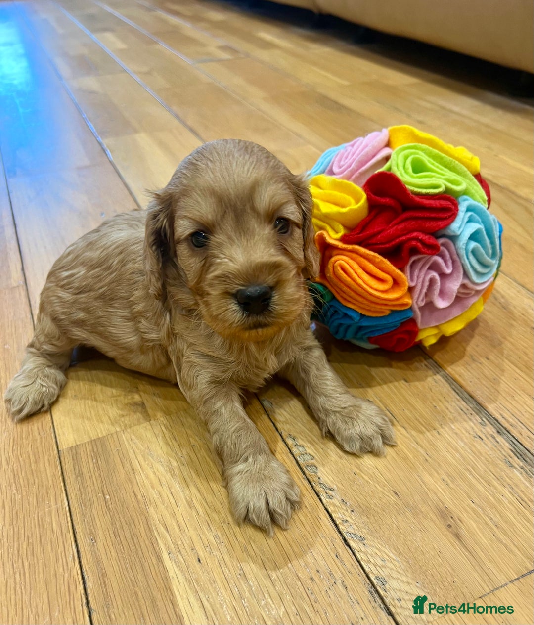 Cockapoo dogs for sale: ♥️Fabulous Toy Cockapoo Puppies Kc Reg Parents - Advert 20
