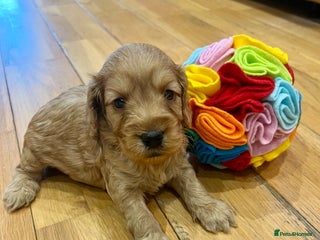 Cockapoo dogs ♥️Fabulous Toy Cockapoo Puppies Kc Reg Parents - Advert 4