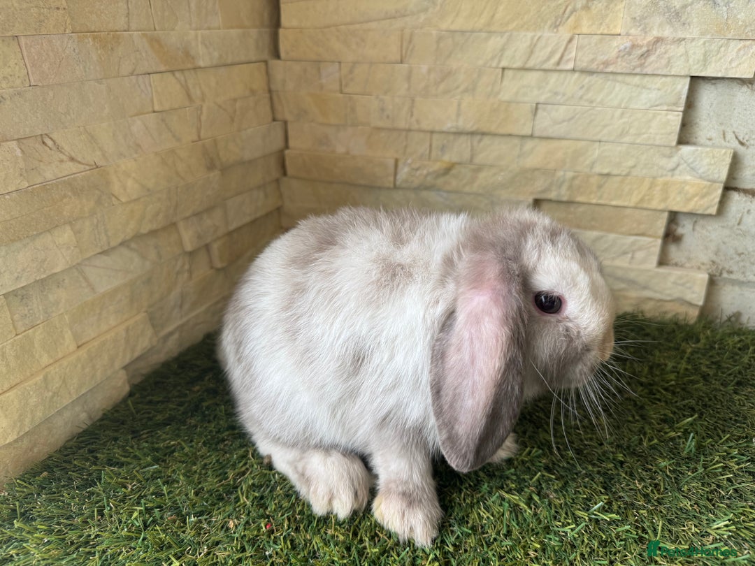 Mini Lop rabbits for sale: Mini Lops Blue eyed Chocolate Magpies - Image 5