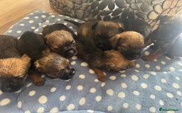 Border Terrier dogs for sale: Beautiful litter of 7 border terrier puppies KC  - Image 7