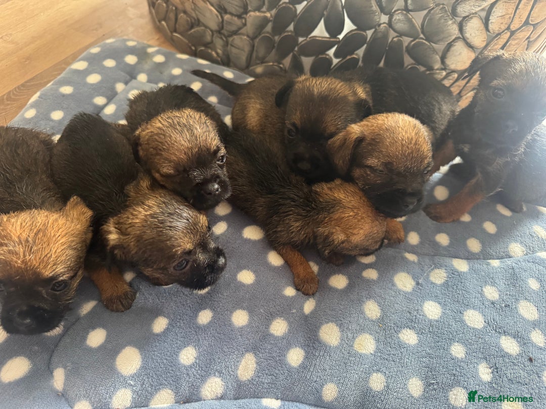 Border Terrier dogs for sale: Beautiful litter of 7 border terrier puppies KC  - Image 7