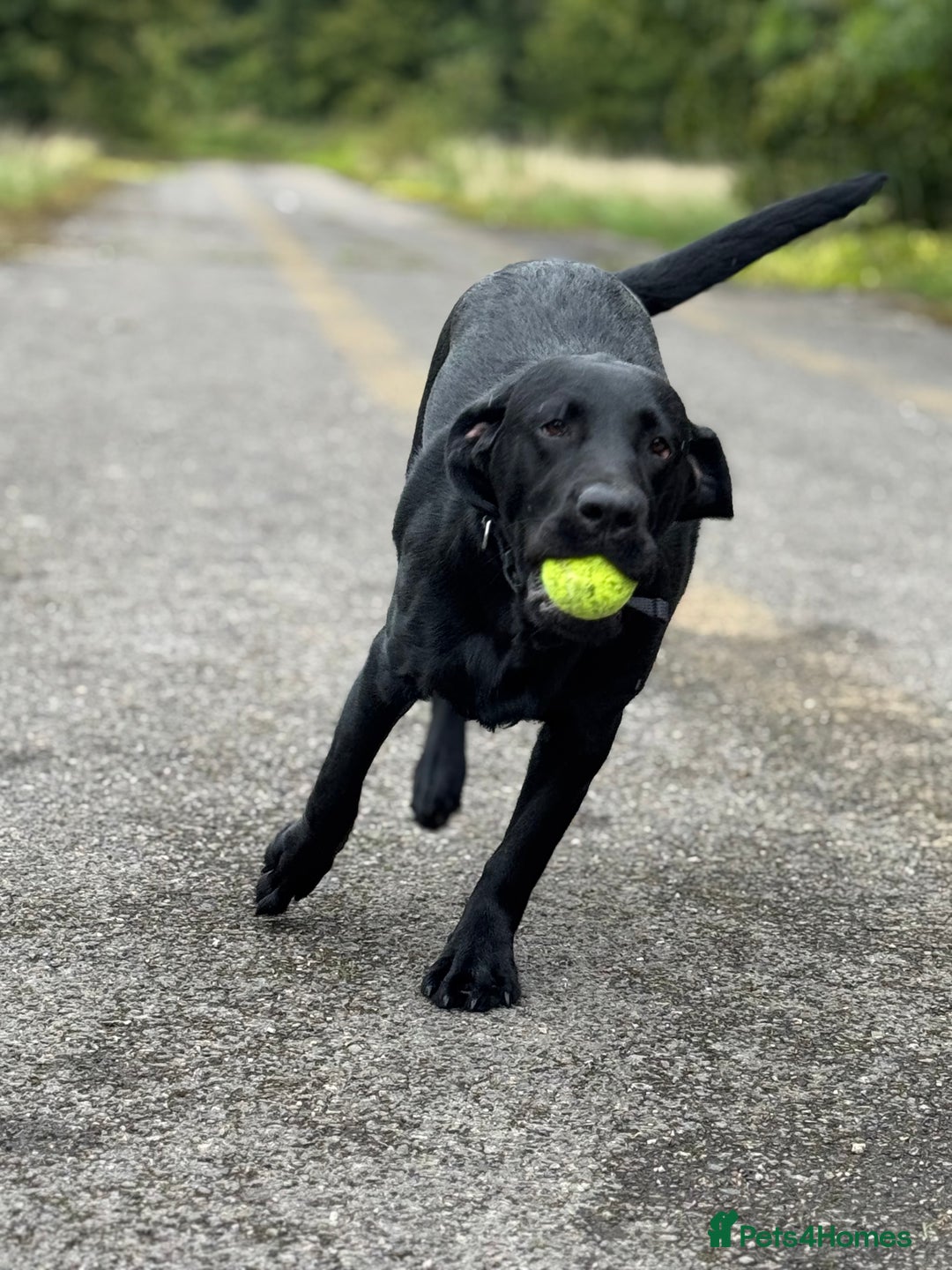 Labrador Retriever dogs for sale: Labrador Male  - Image 3