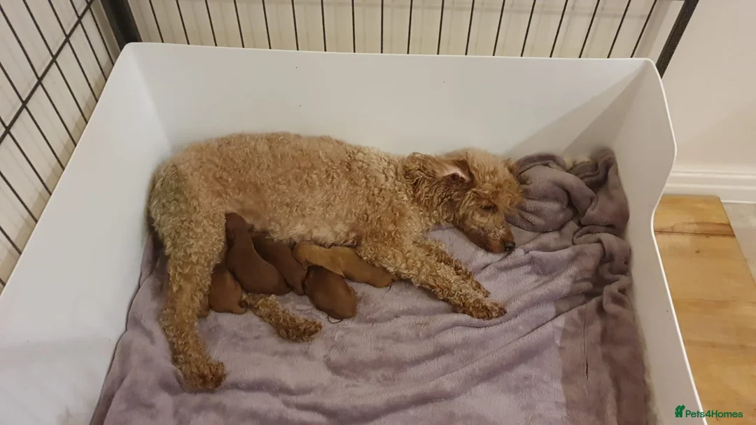 Miniature Poodle dogs for stud: Red K.C reg Miniature Poodle 4 Stud HEALTH TESTED in Chesterfield - Advert 11