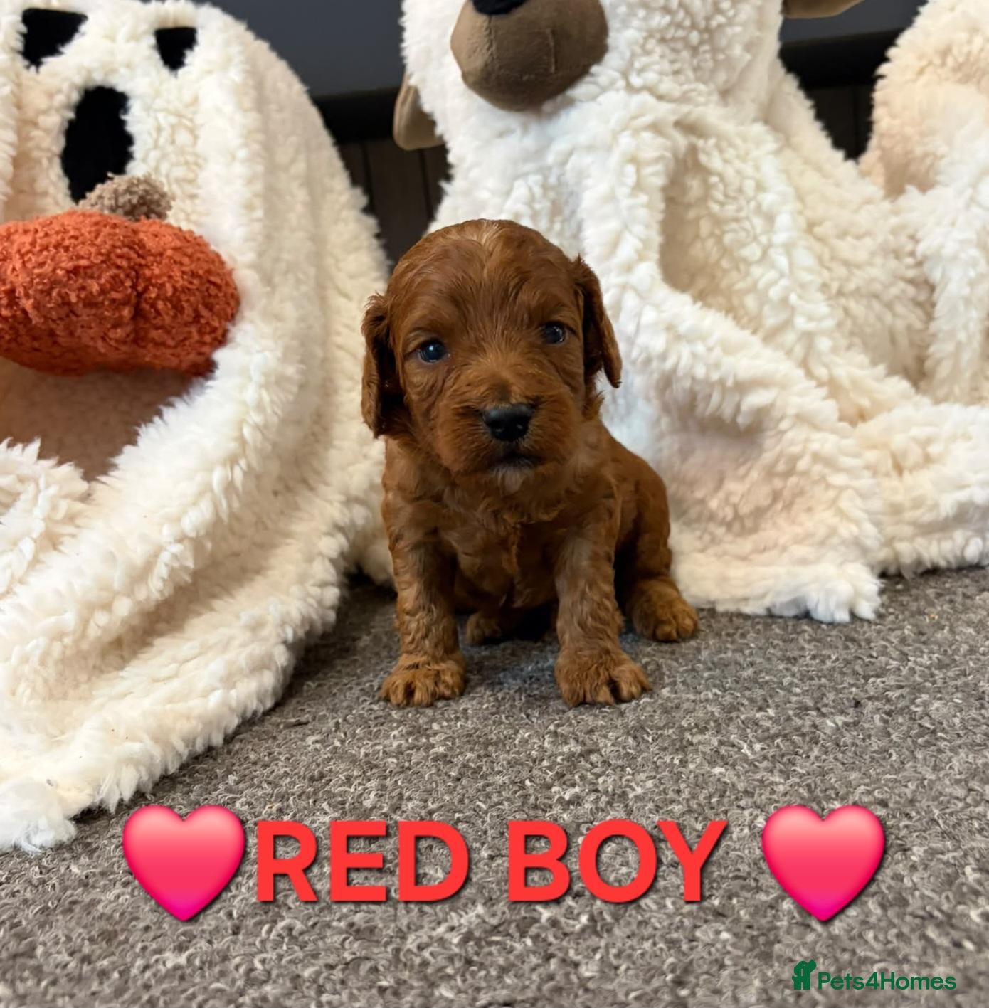 Cockapoo dogs 🌟F1 miniature health tested cockapoos🌟 - Advert 2
