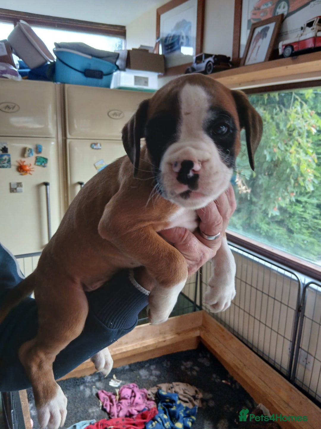 Boxer dogs for sale: Kc registered boxer puppies - Image 2