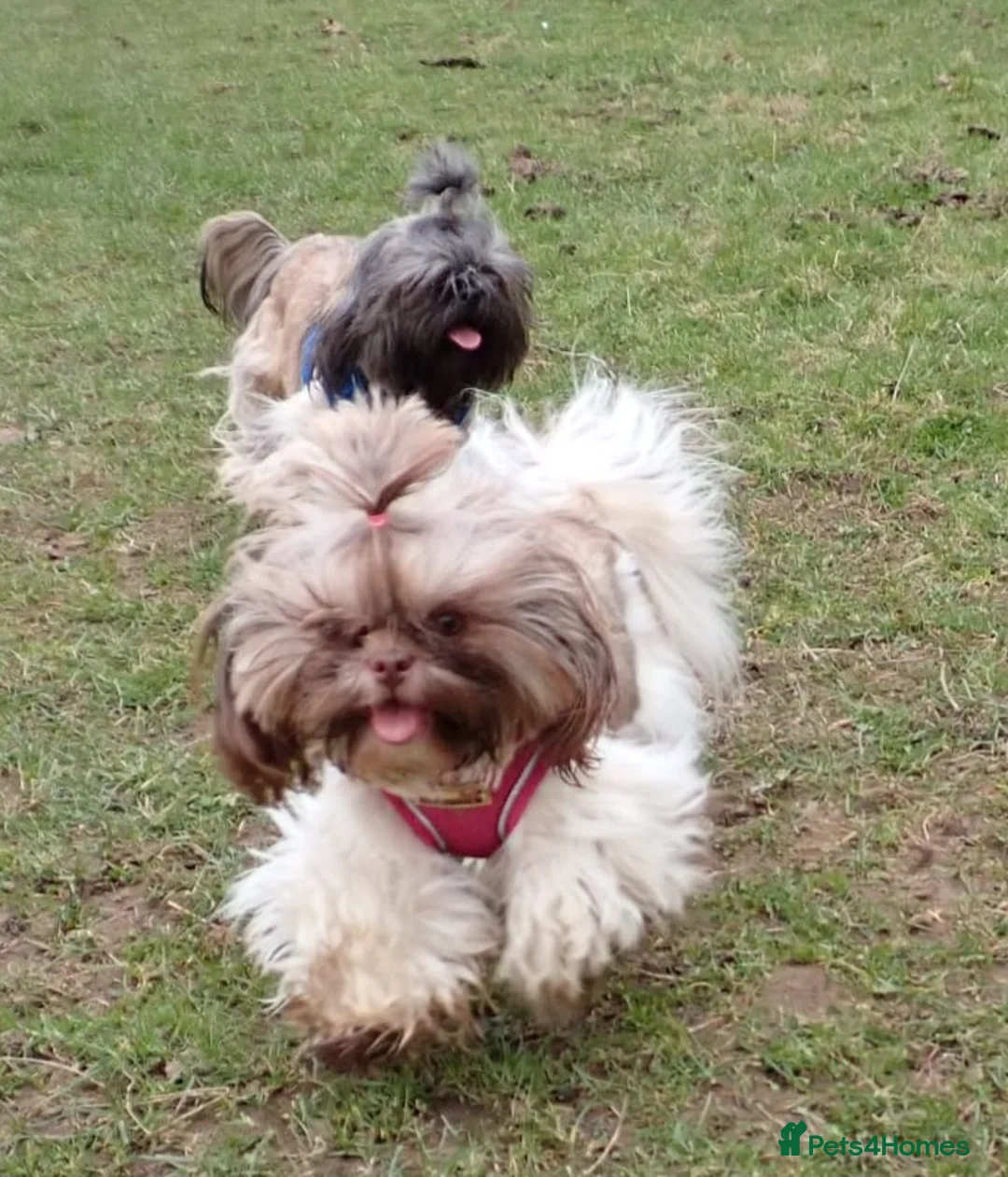 Shih Tzu dogs for sale: Imperial Shih Tzu female, 22 months KC registered. - Advert 7
