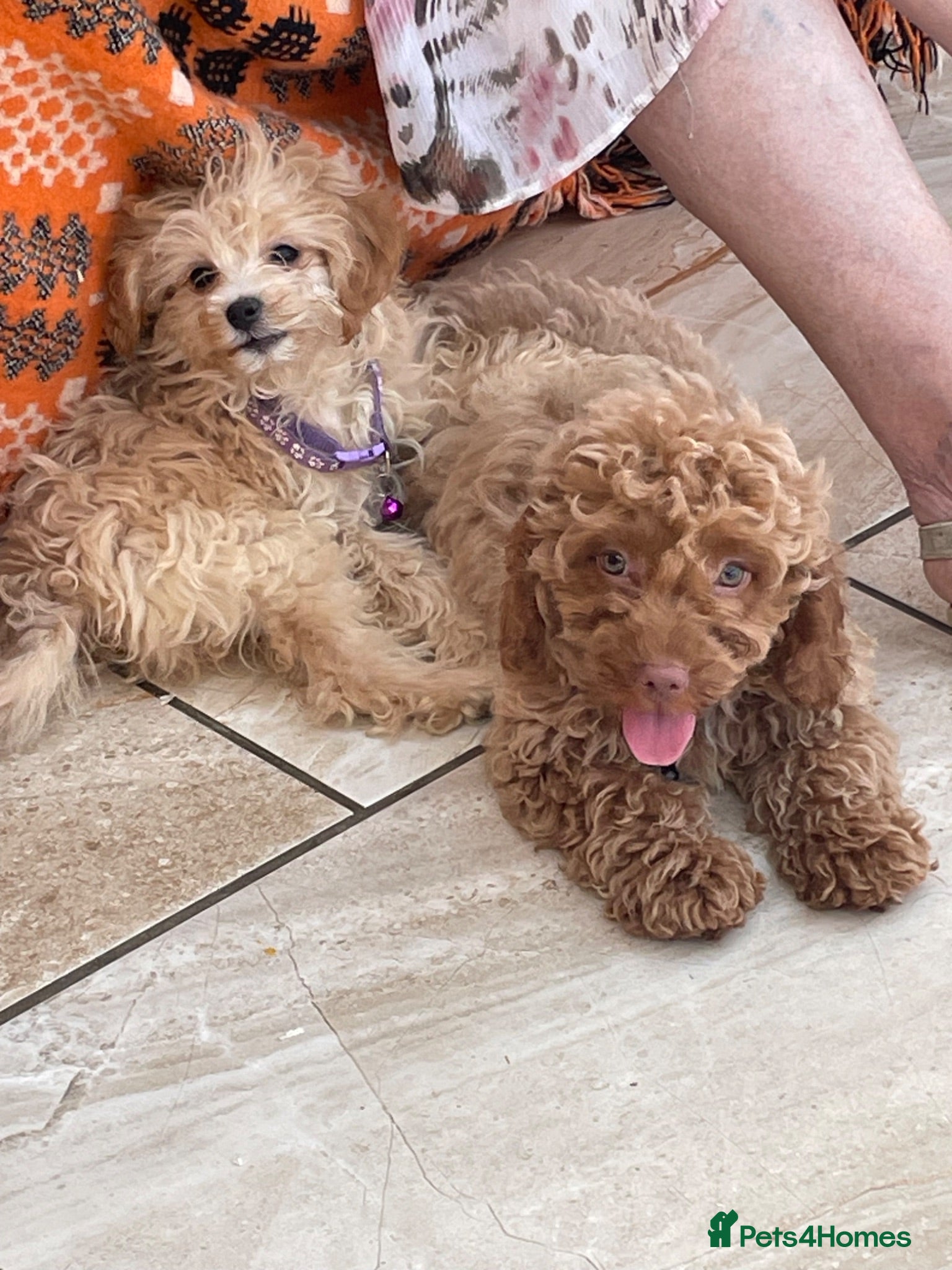 Cavapoo dogs Girls and boys available  - Advert 2