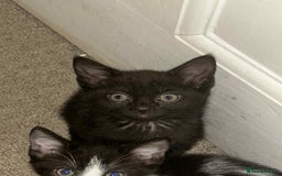 Domestic Shorthair cats for sale: 3 adorable kittens for sale  - Image 2