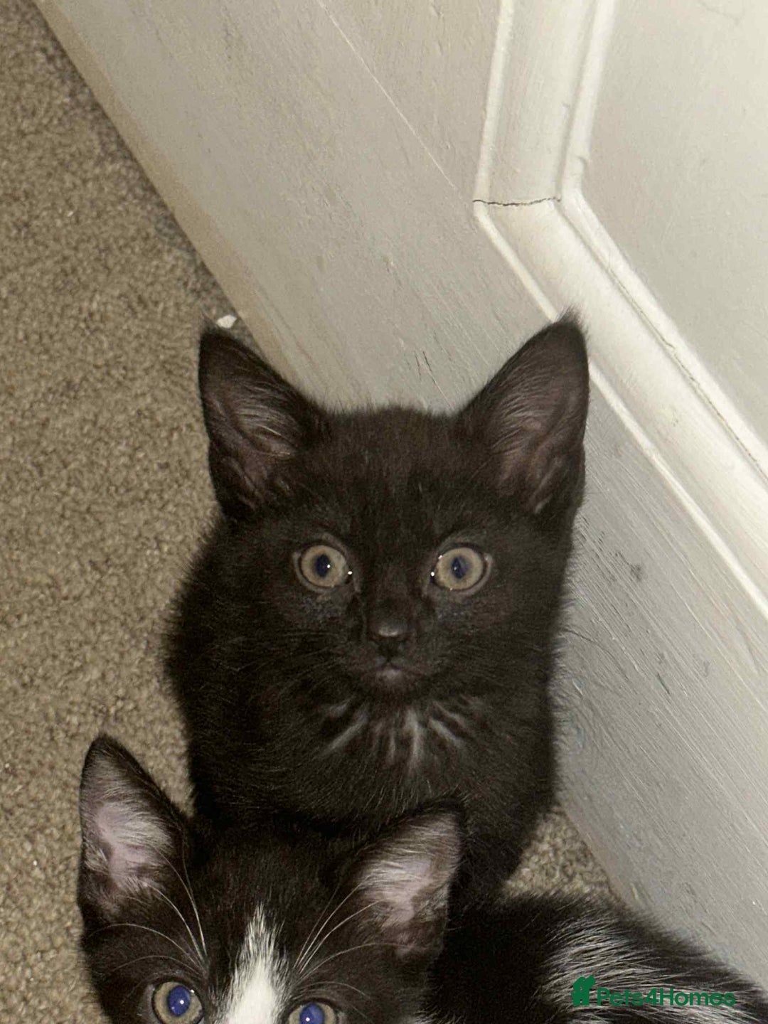 Domestic Shorthair cats for sale: 3 adorable kittens for sale  - Image 2