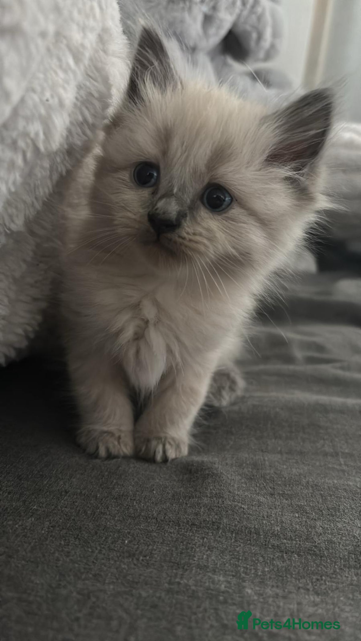 Ragdoll cats READY NOW! -ragdoll x British long hair  - Advert 2