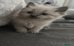 Ragdoll cats for sale: READY SOON! -ragdoll x British long hair  - Image 1