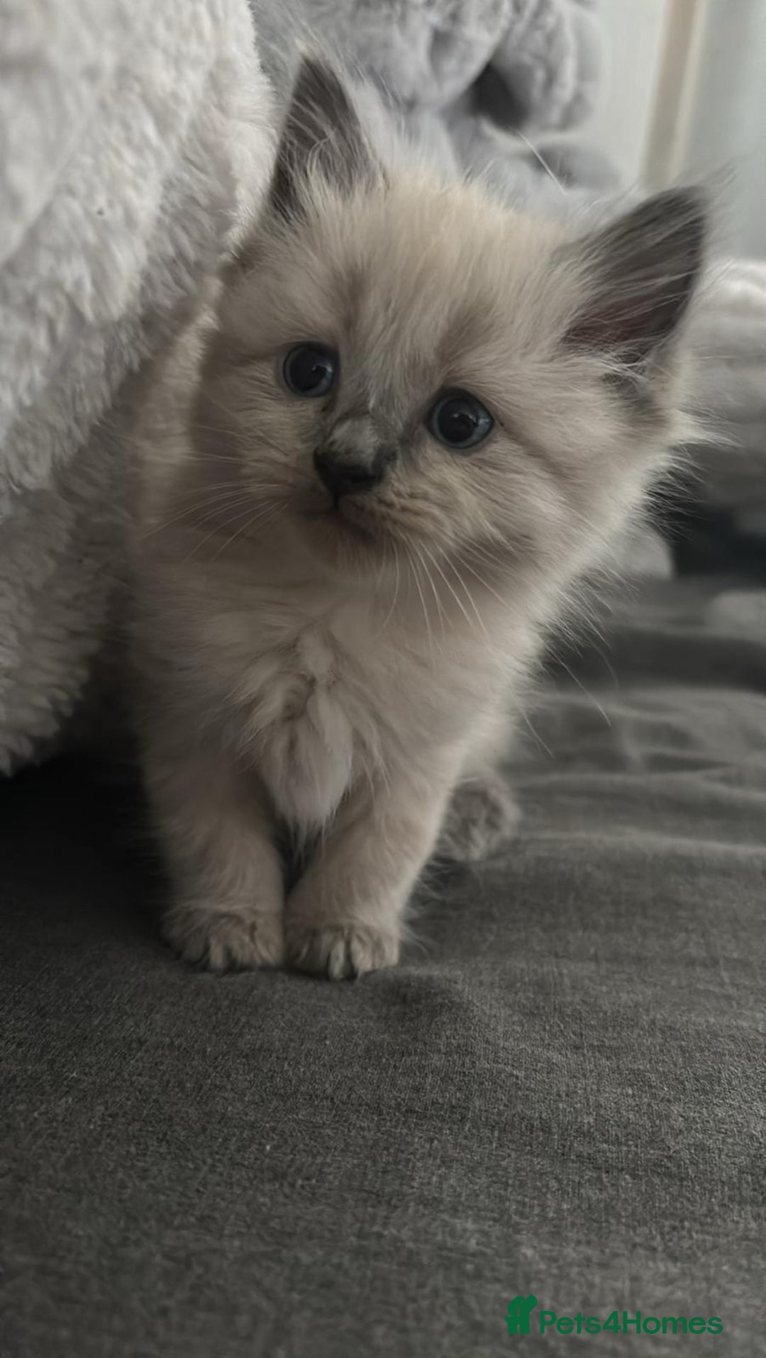Ragdoll cats for sale: READY SOON! -ragdoll x British long hair  - Image 1