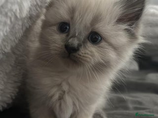 Ragdoll cats for sale: READY NOW! -ragdoll x British long hair - Advert 1