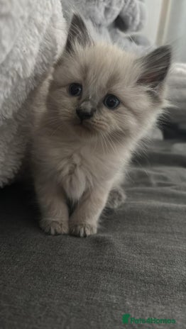 Ragdoll cats READY NOW! -ragdoll x British long hair - Advert 3