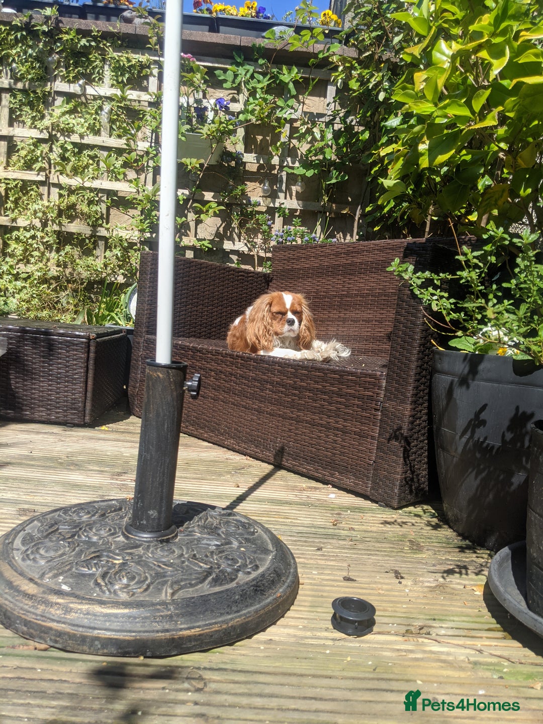 Cavalier King Charles Spaniel dogs for sale: Healthy, lively 2 year old Cavalier (neutered) - Advert 12