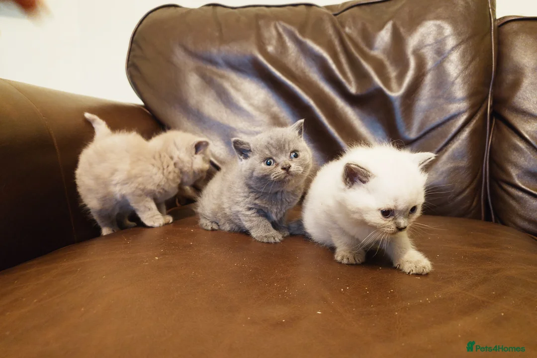 British Shorthair cats for sale: British shorthair babies in Bristol - Advert 5