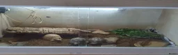Tortoise reptiles for sale: 2 tortoises  - Advert 5