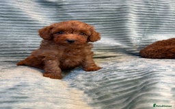 Toy Poodle dogs for sale: TINY TOY POODLE PUPPIES 5🌟LICENSED BREEDER  - Image 2