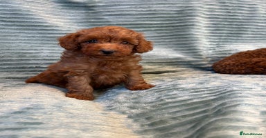 Toy Poodle dogs - Advert 7
