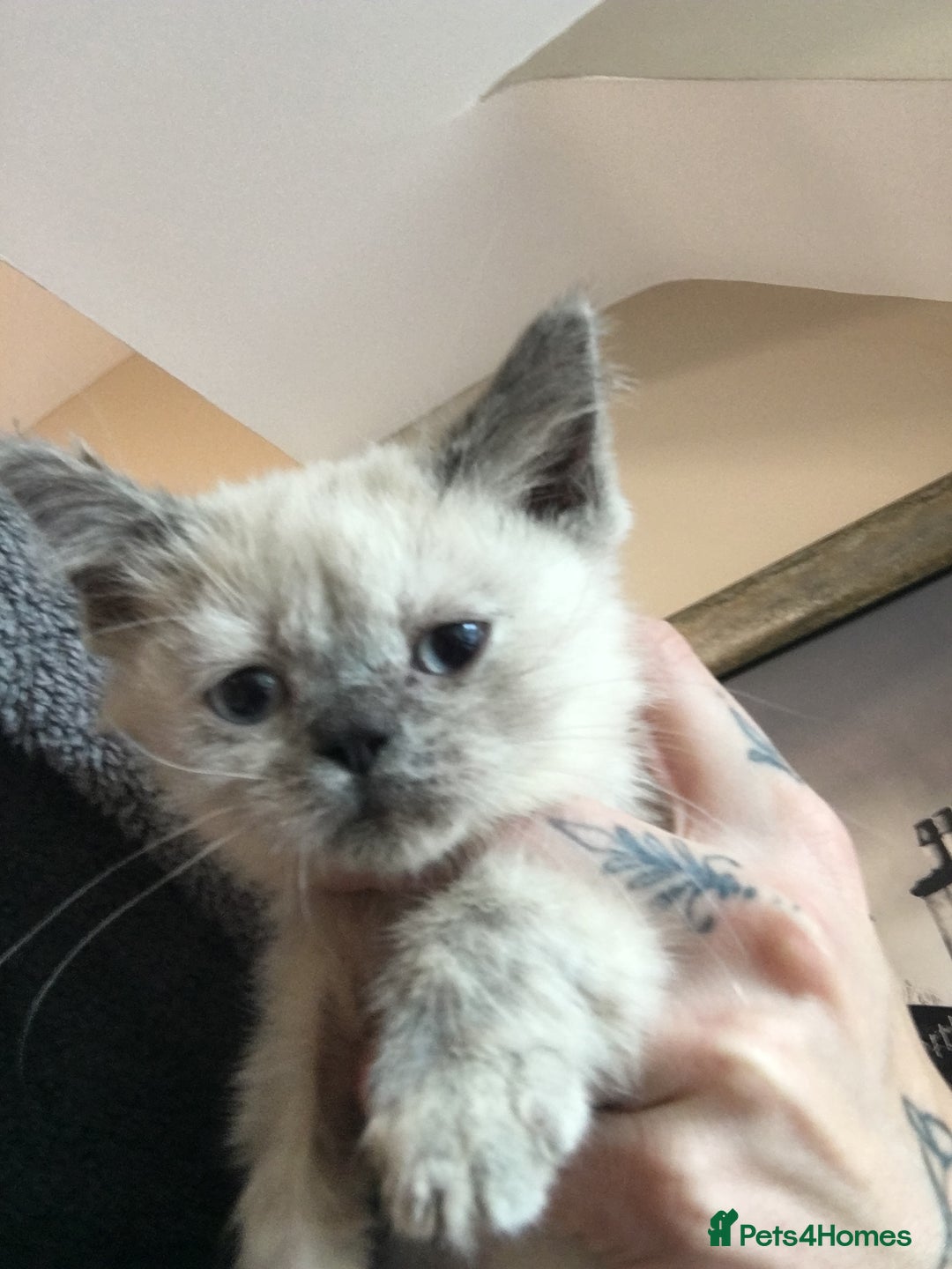 British Shorthair cats for sale: Stunning fluffy kittens  - Image 37