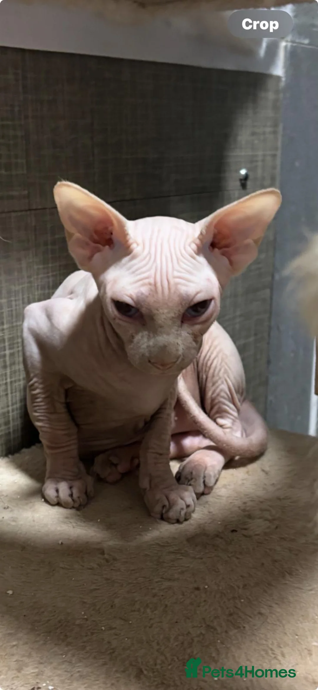 Sphynx cats for sale: Beautiful pure hairless sphynx kitten - Advert 3
