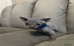 Sphynx cats for sale: TICA REGISTERED CANADIAN Elf Sphynx 1 kitten left  - Image 3