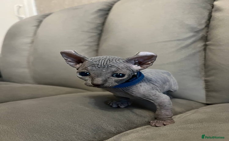 Sphynx cats - Advert 2