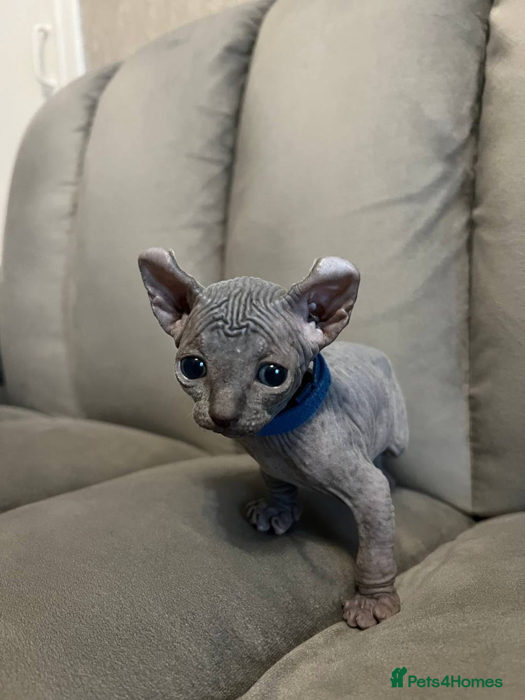Sphynx cats for sale: TICA REGISTERED CANADIAN Elf Sphynx 1 kitten left  - Image 3