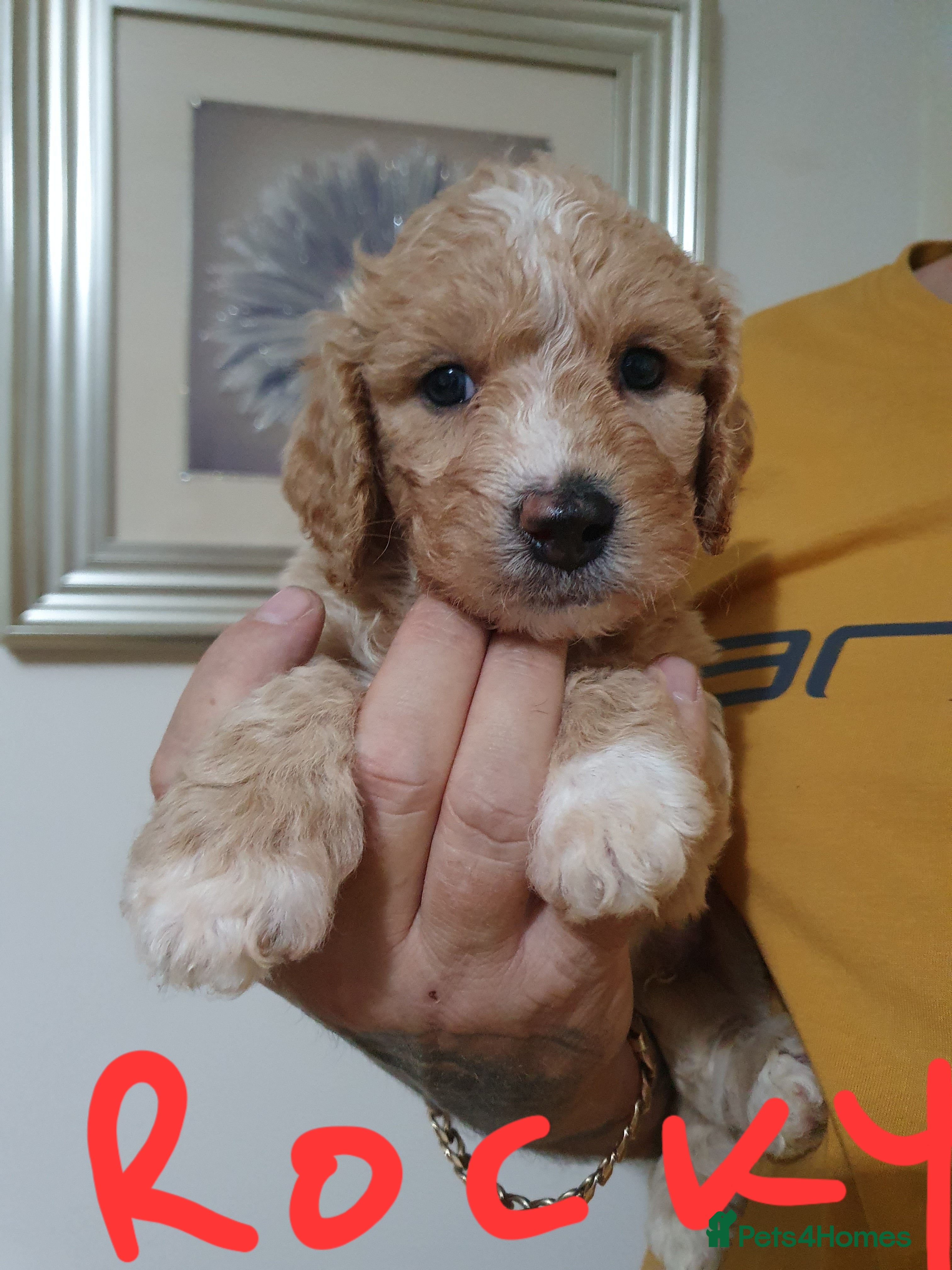 Mixed Breed dogs Cavapoochons 3 boys 3 girls beautiful colours  - Advert 2