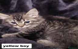 Mixed Breed cats for sale: Beautiful siver tabby kittens  - Image 8