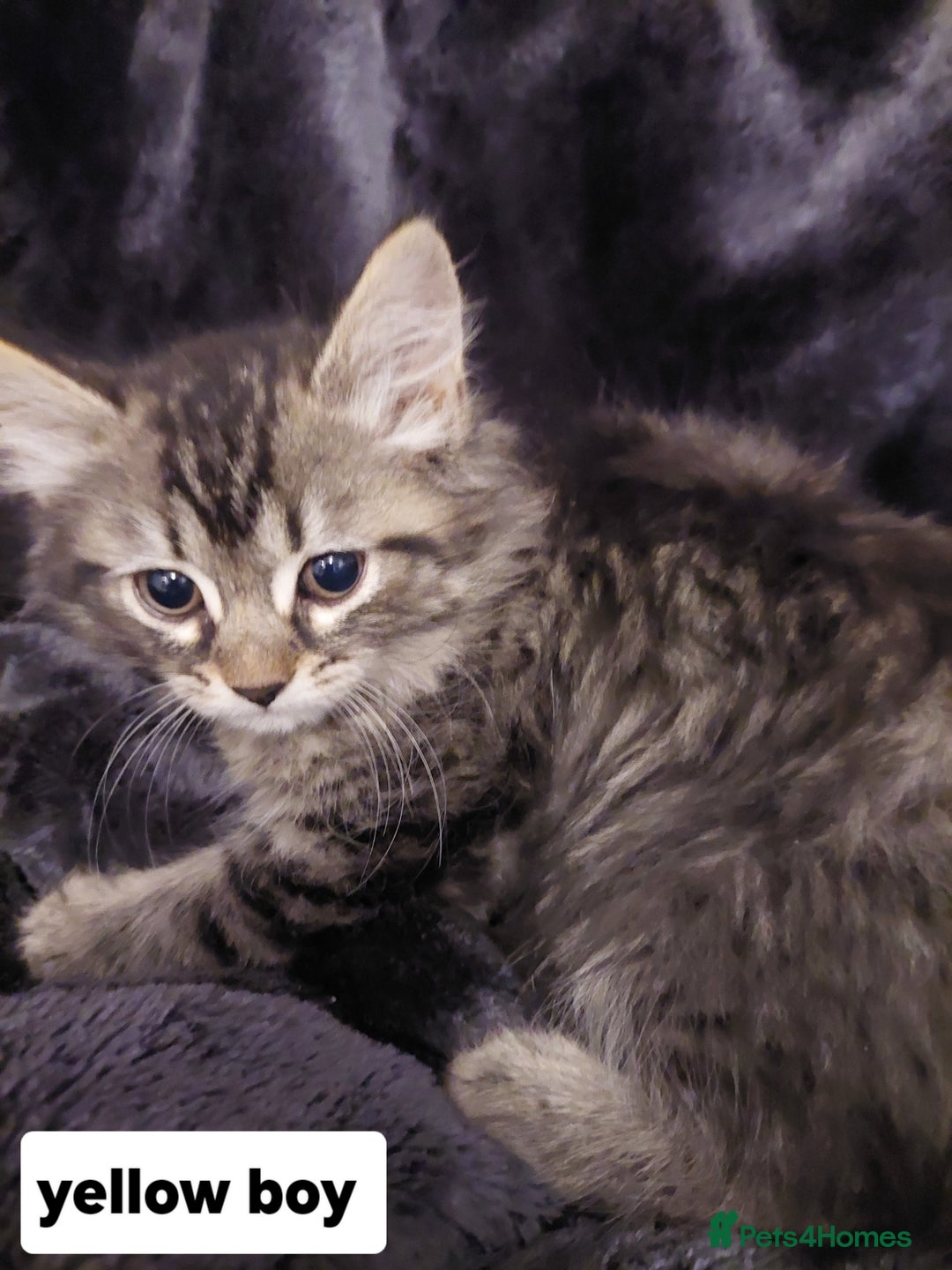 Mixed Breed cats for sale: Beautiful siver tabby kittens  - Image 8
