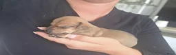 Mixed Breed dogs for sale: Stunning JR / Dachshund Pups - Advert 17