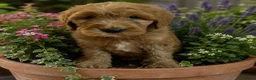 Goldendoodle dogs for sale: Beautiful golden doodles looking for forever homes - Advert 11