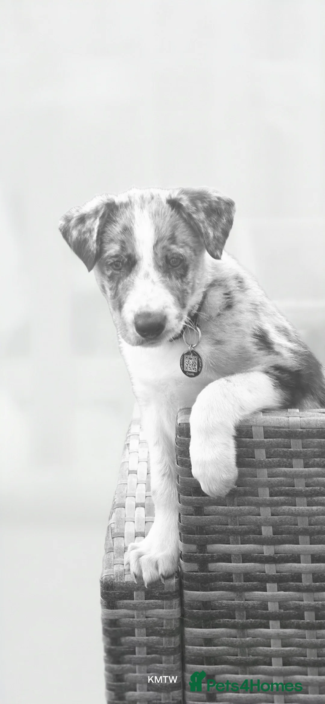 Border Collie dogs for sale: Blue merle border collie  in Abergele - Advert 5