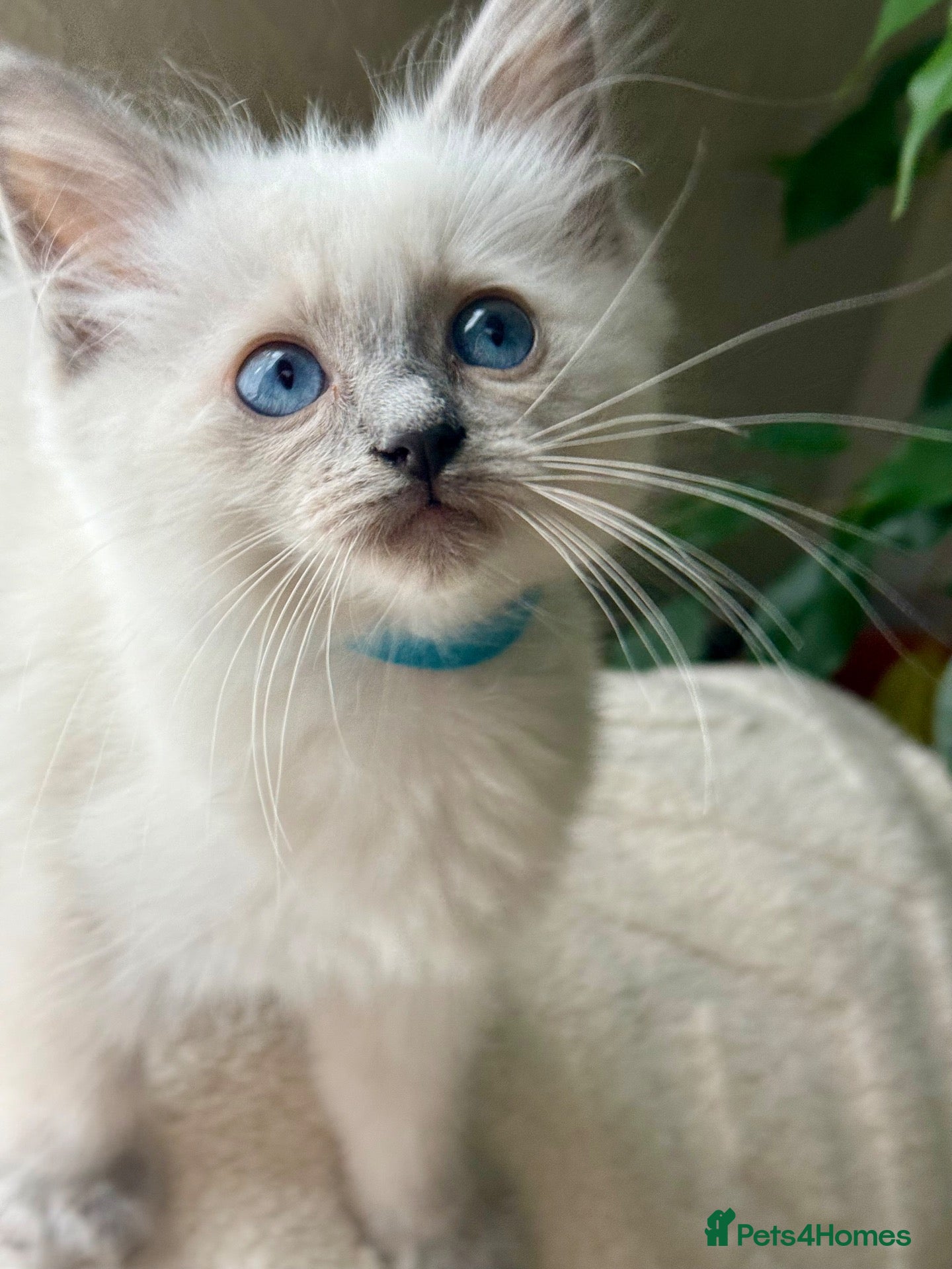 Ragdoll cats 🔹🩵Sweet little Gentleman need a forever home🩵🔹 - Advert 10