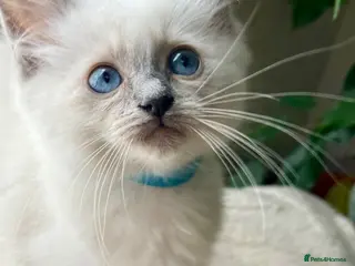 Ragdoll cats 🔹🩵Sweet little Gentleman need a forever home🩵🔹 - Advert 10